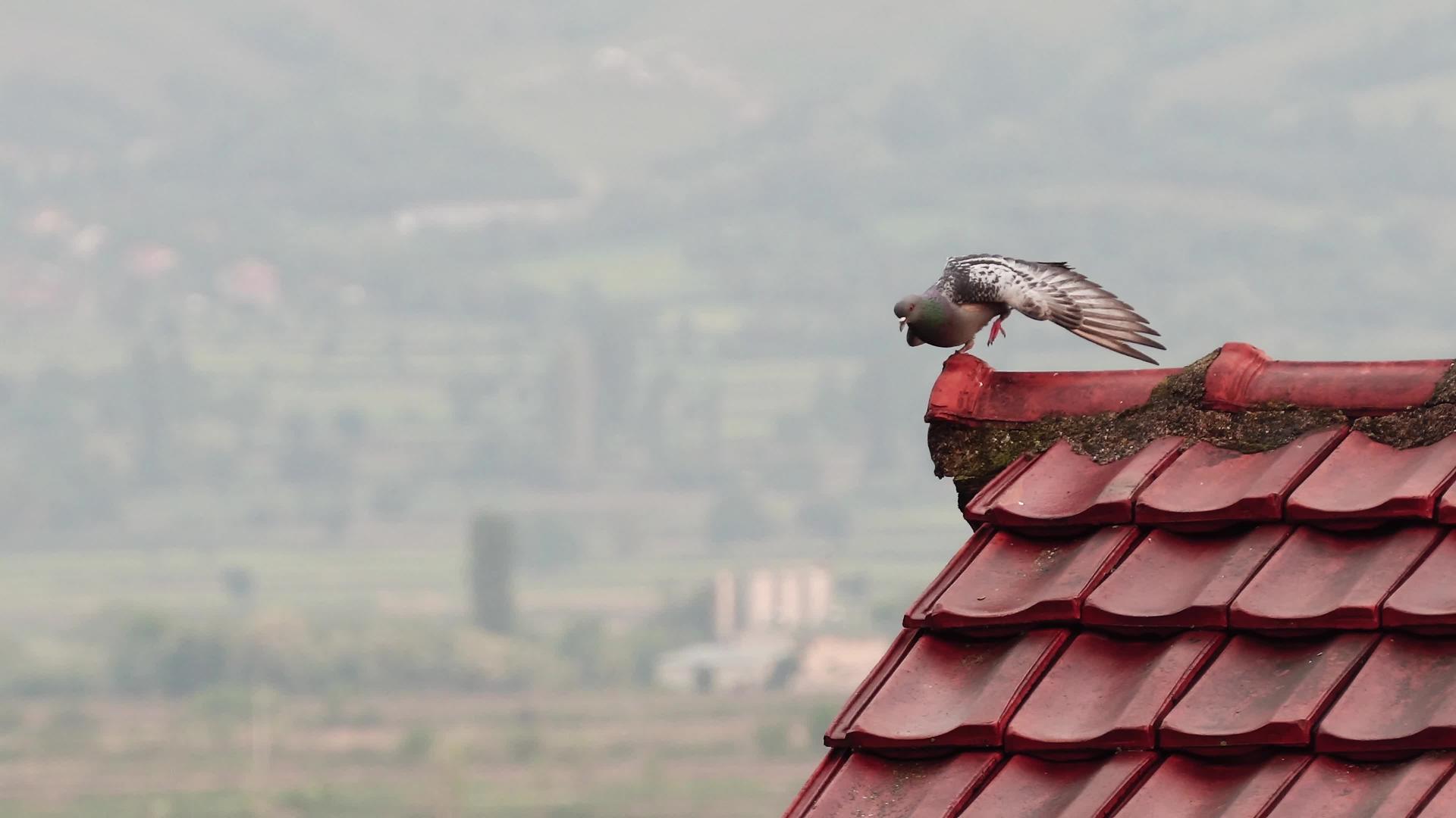 鸽子在屋顶上张开翅膀和干净的羽毛视频的预览图