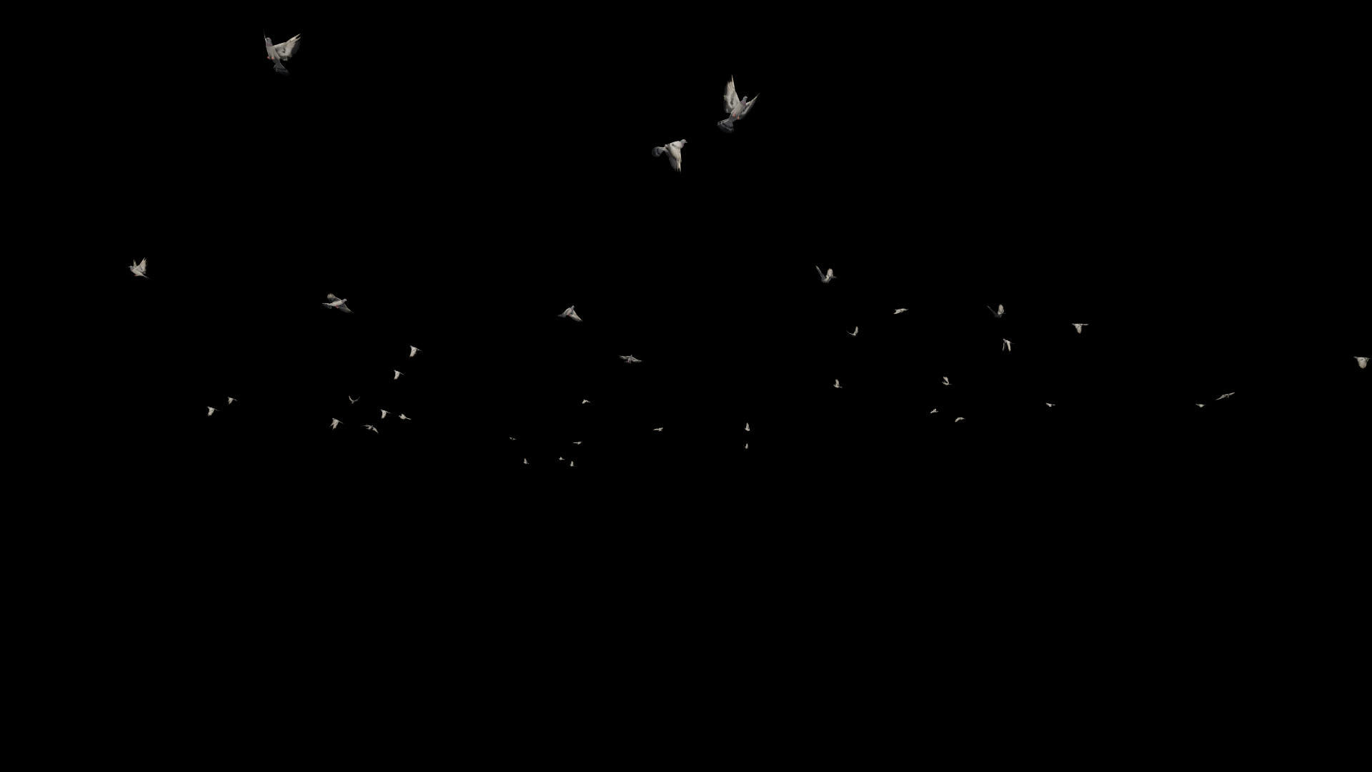 飞鸽慢动作阿尔法航道视频的预览图