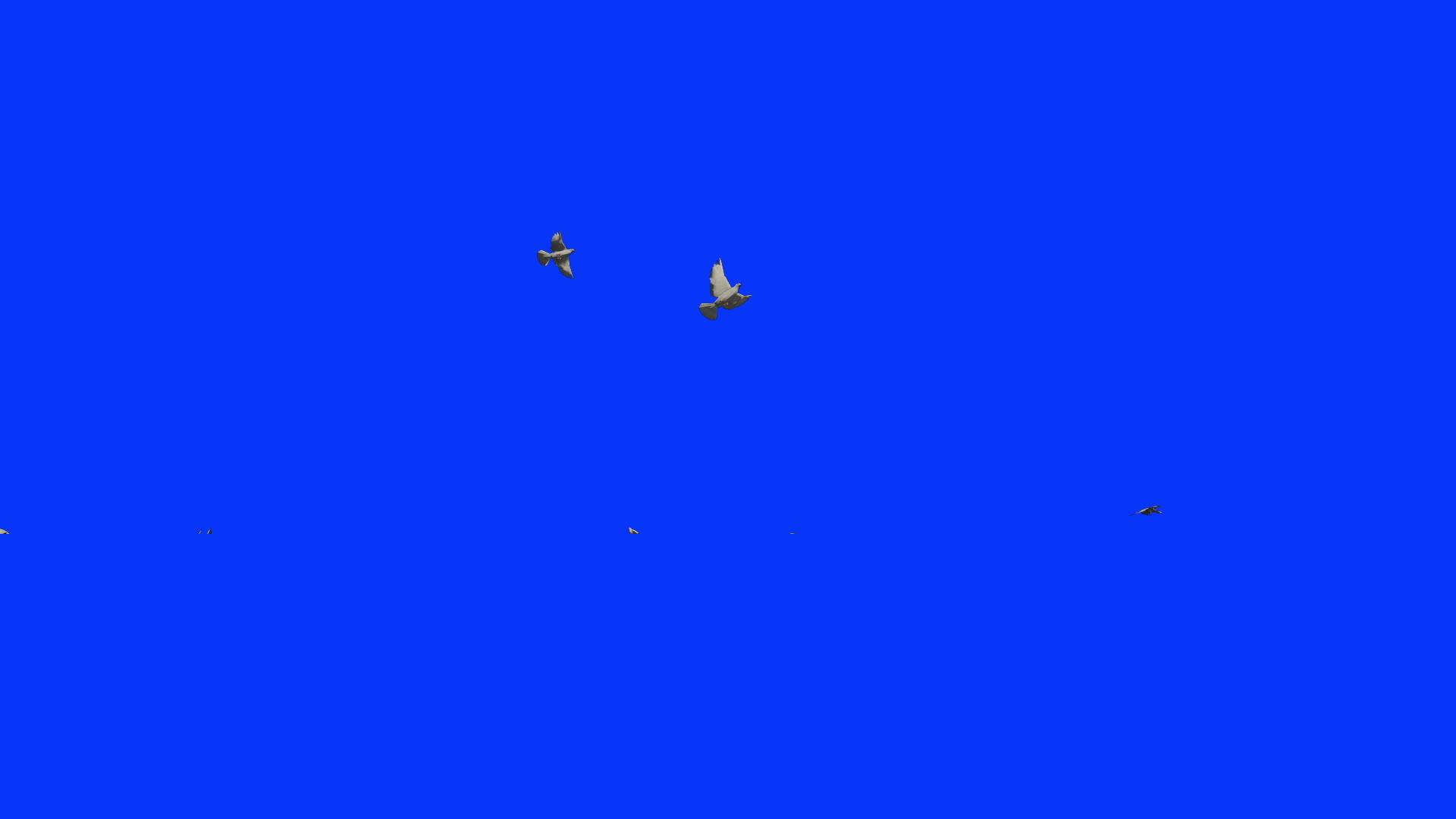 白鸽飞翔蓝屏染色视频的预览图