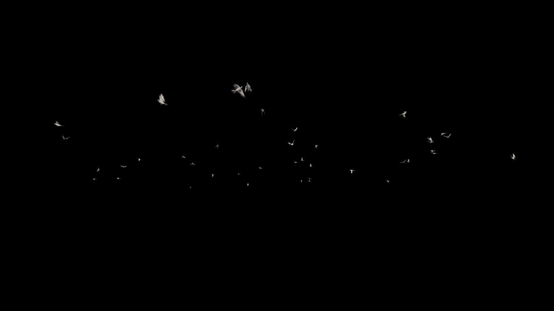 飞行阿尔法通道的鸽子视频的预览图
