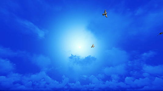 白鸽在蓝天上慢慢飞翔视频的预览图