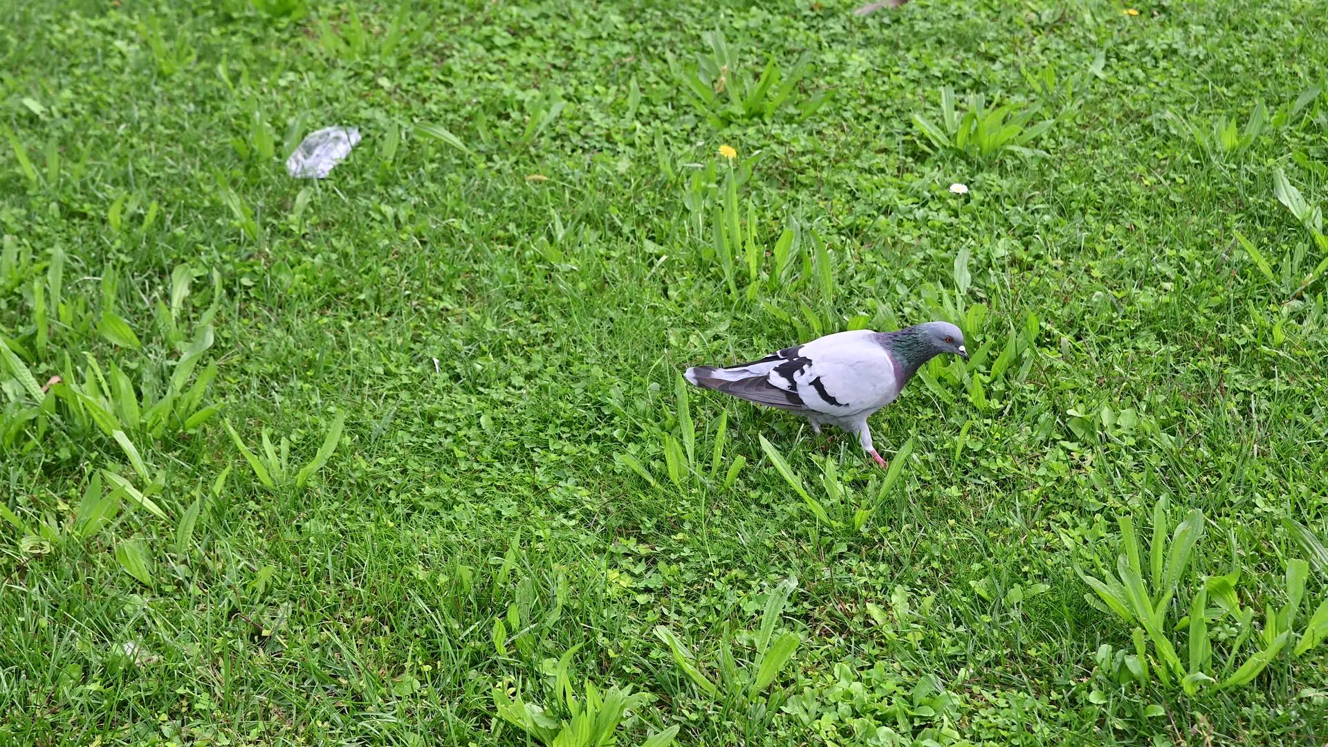 鸽子被困在花园里视频的预览图