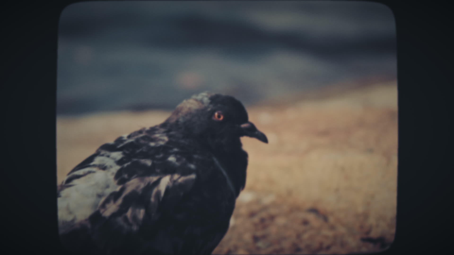 黑鸽清洗羽毛视频的预览图