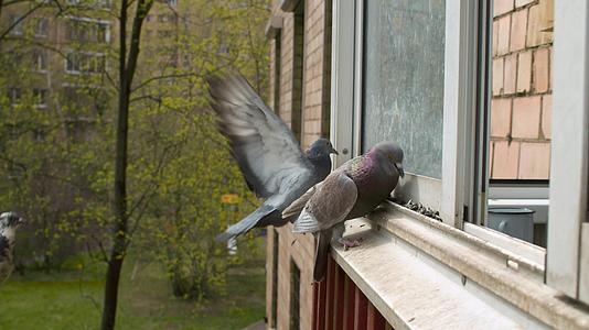 鸽子在窗户上吃种子视频的预览图