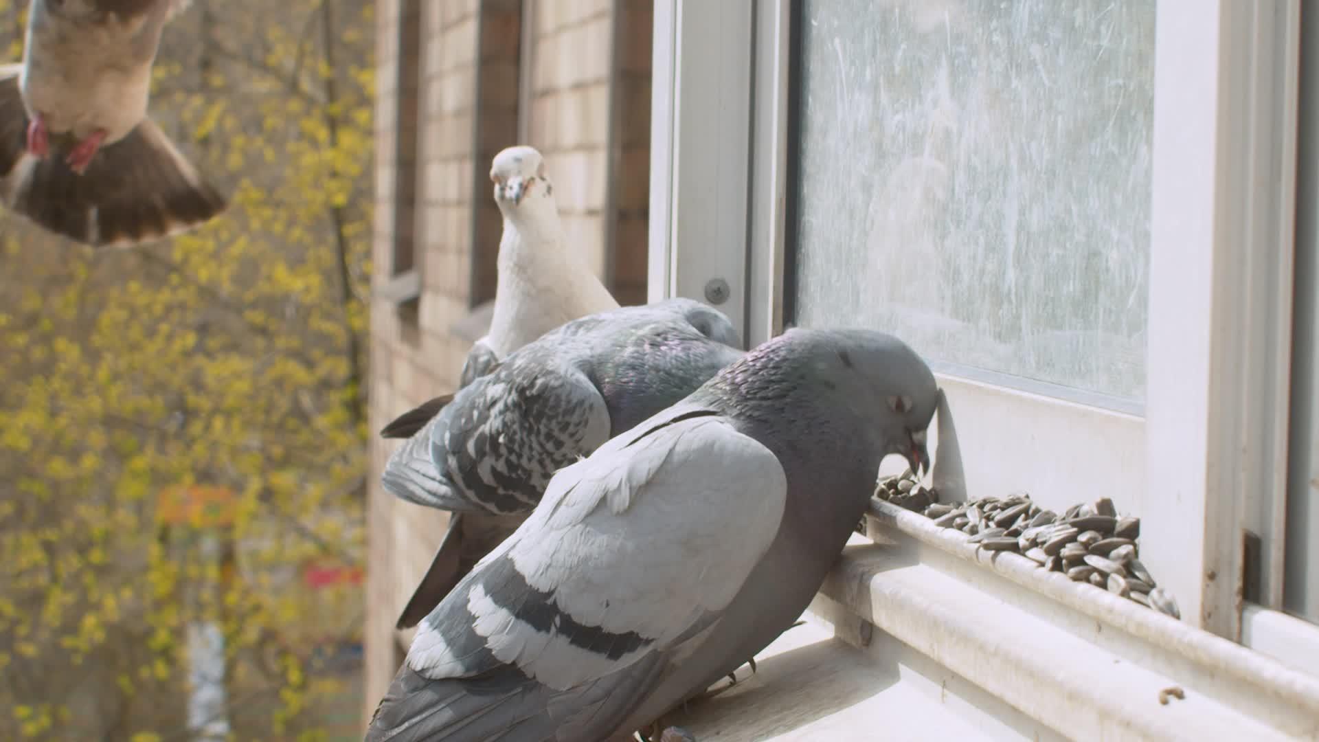 鸽子在窗台上戳种子视频的预览图