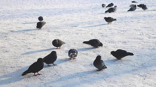 鸽子坐在雪地里吃自己的食物视频的预览图