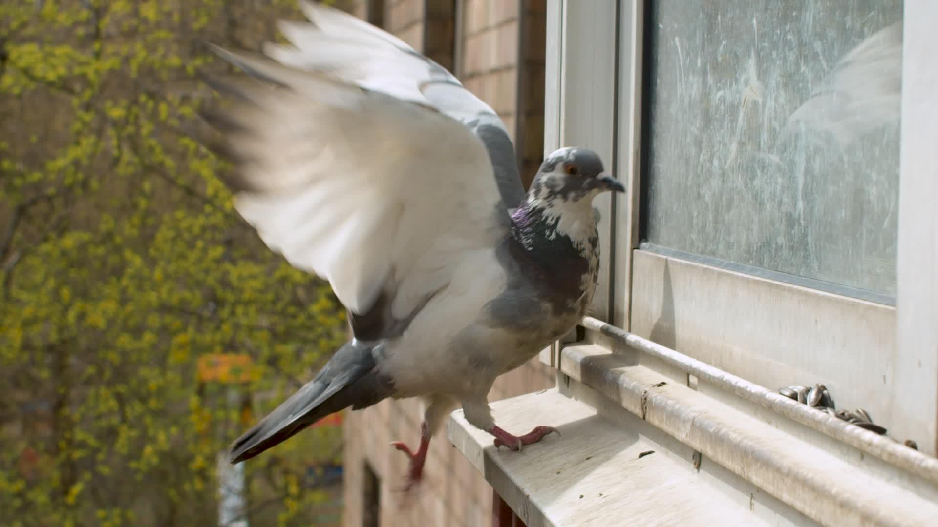 白鸽试图呆在光滑的窗户里视频的预览图