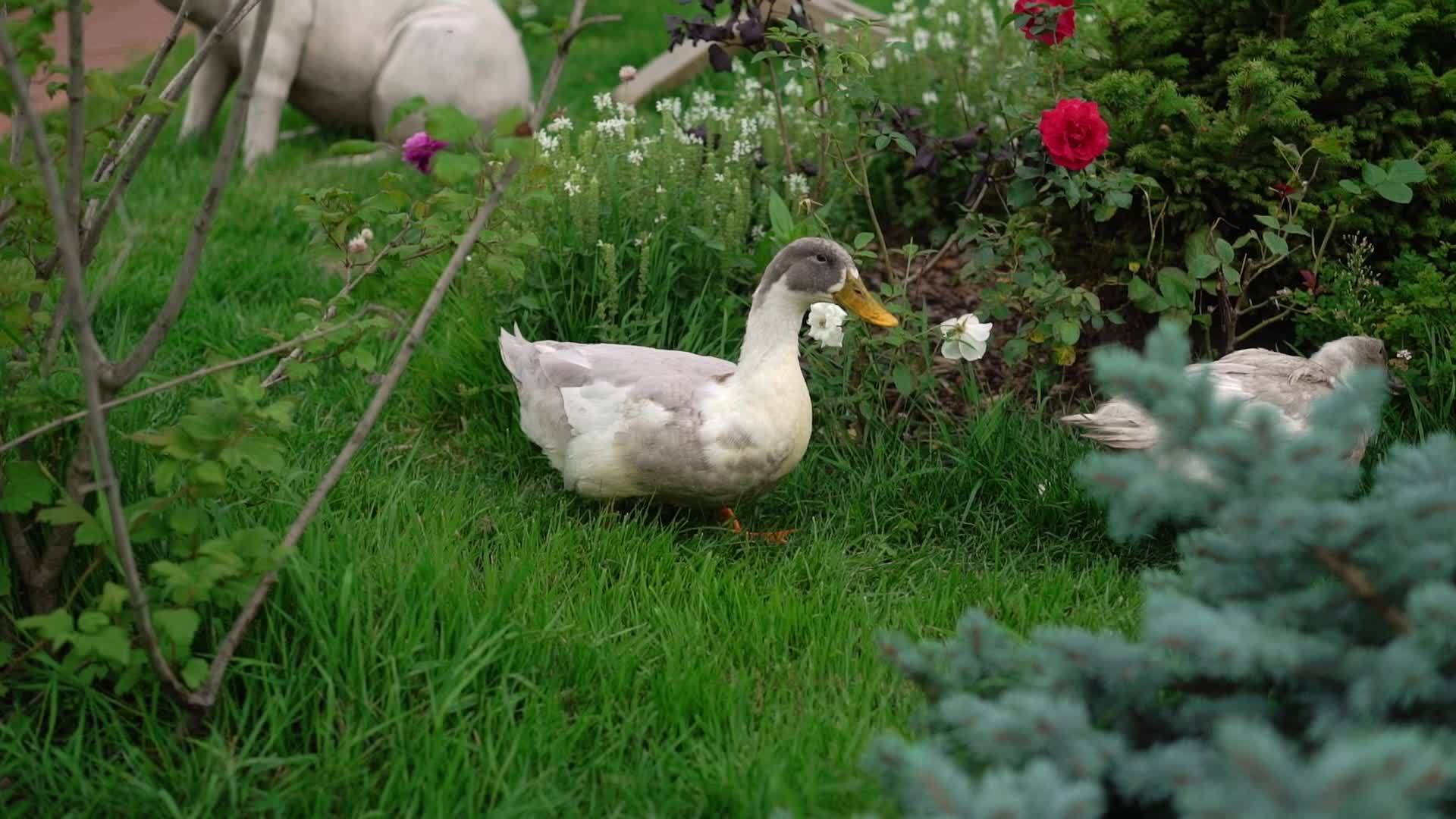 鹅在花园里散步视频的预览图