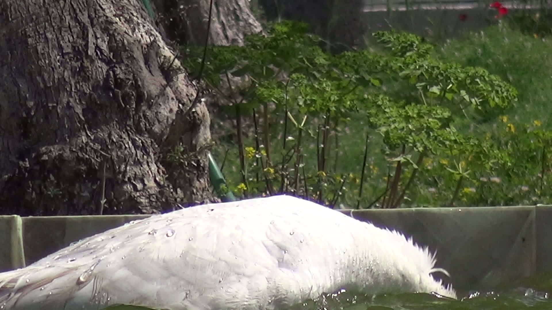 鹅自我洗浴2视频的预览图