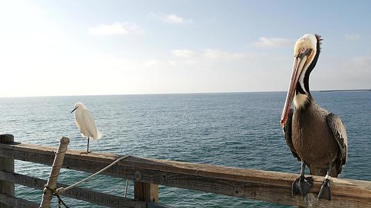 码头栏杆上的大绵羊和白雪鹅海洋海滩上的海豚鸟视频的预览图
