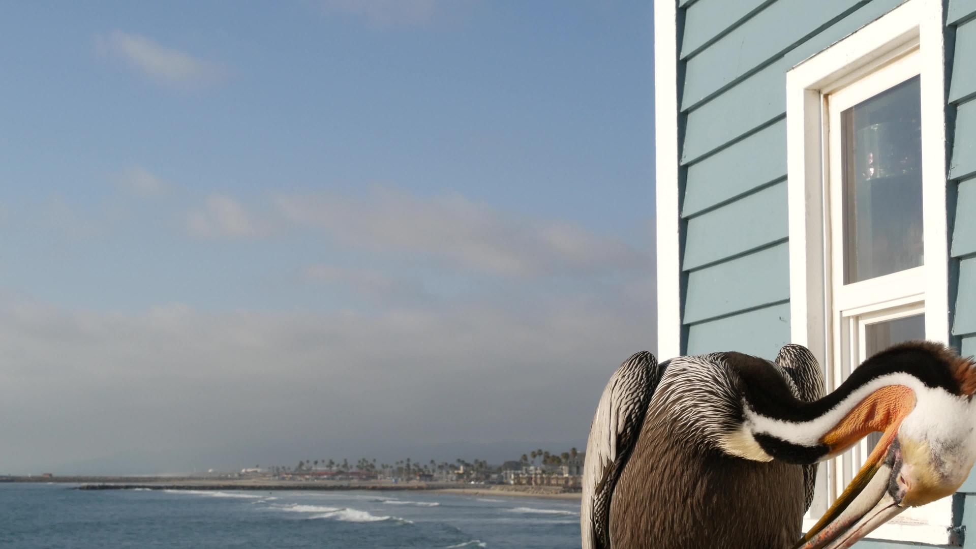 美国的野生棕色鹈鹕沿海鹈鹕野生棕色鹈鹕视频的预览图