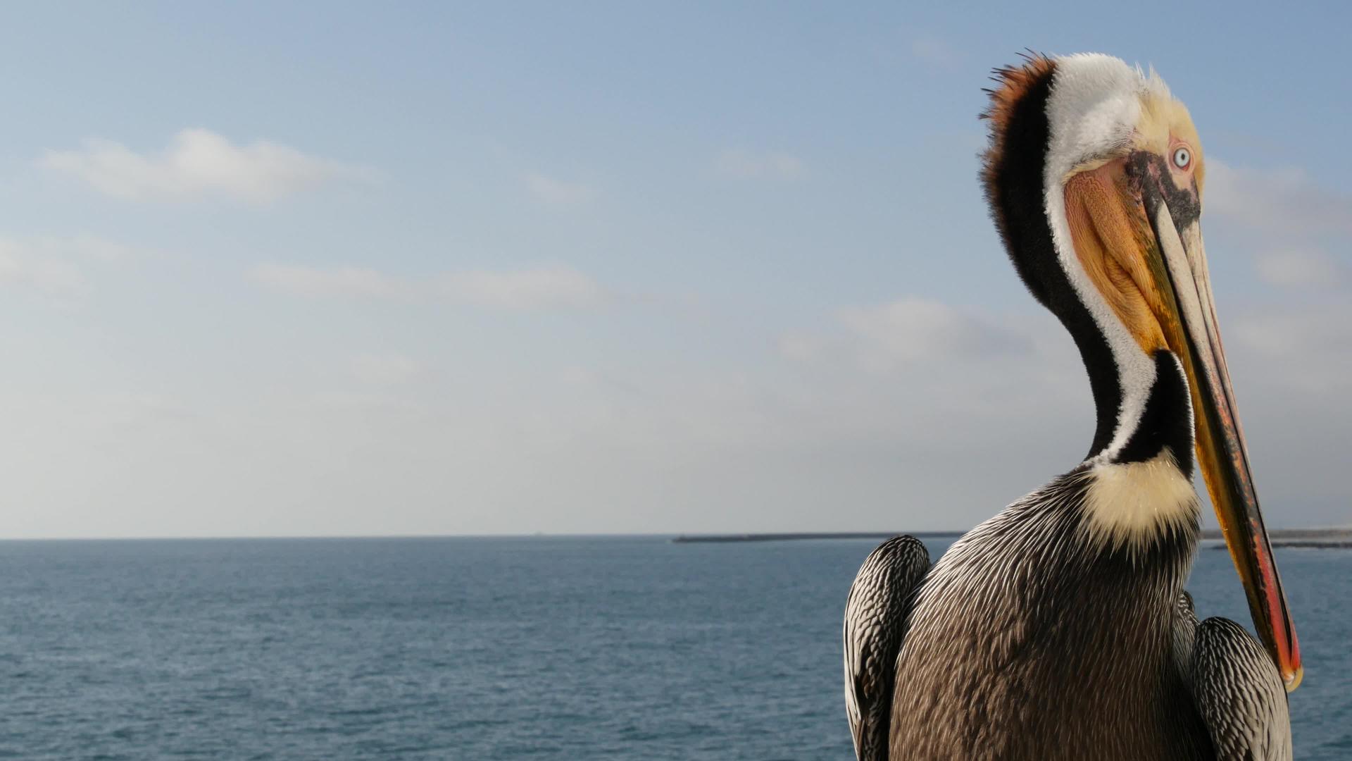 美国的野生棕色鹈鹕沿海鹈鹕野生棕色鹈鹕视频的预览图