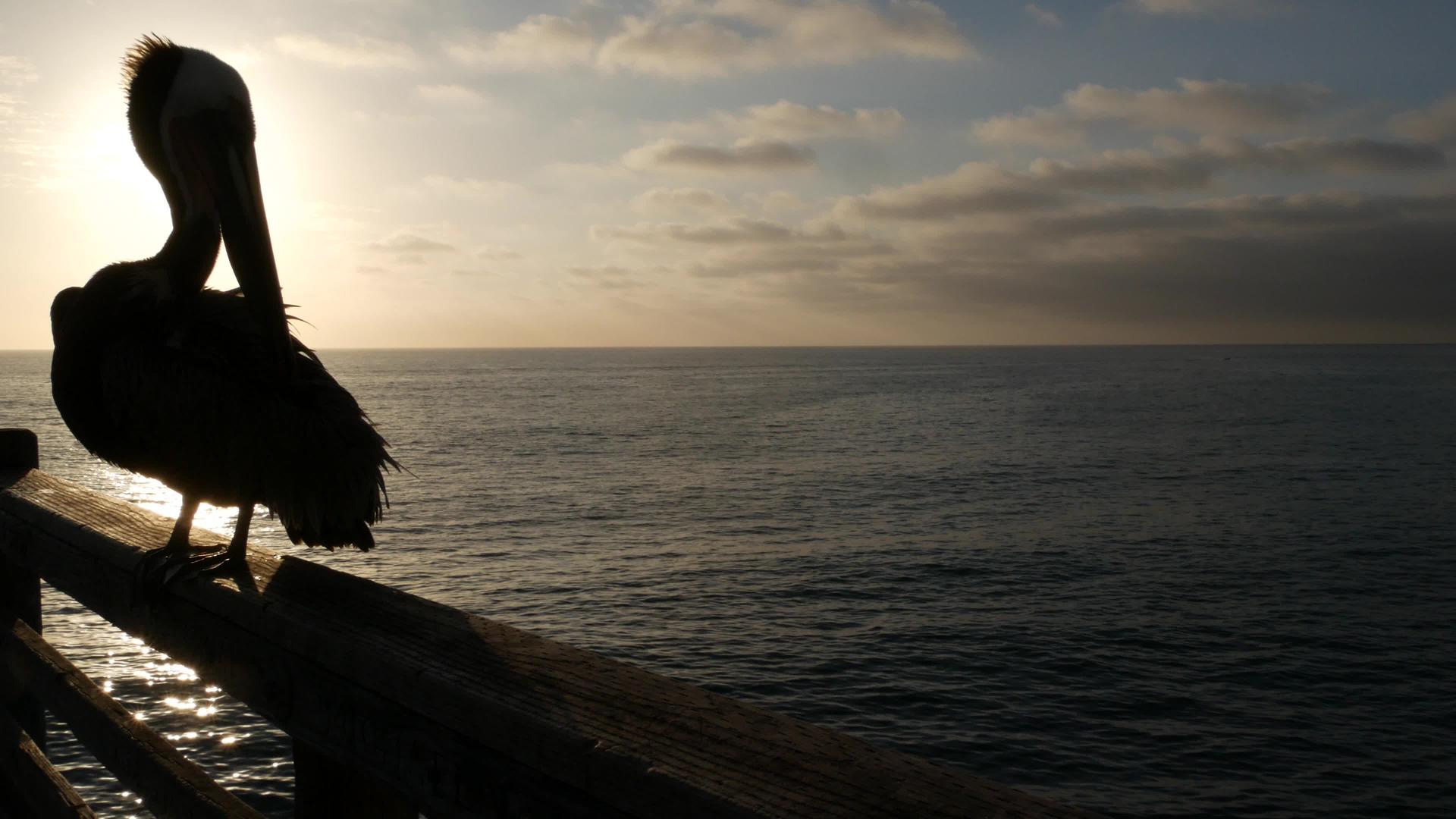 在喀里弗尼亚海岸的码头上野生棕色大鸟大鸟黄嘴日落视频的预览图
