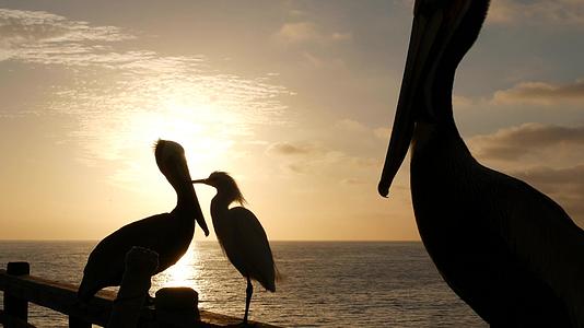 在喀里弗尼亚海岸的码头上野生棕色大鸟大鸟黄嘴日落视频的预览图
