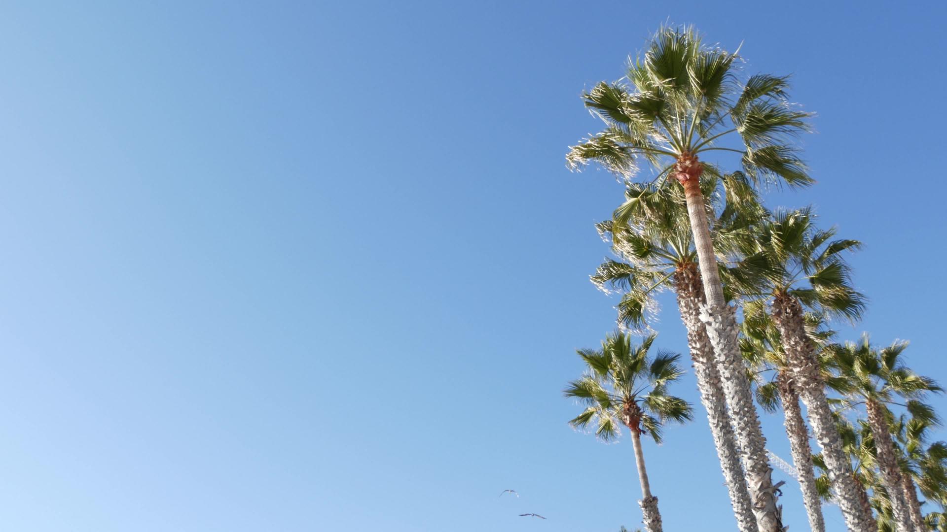 棕榈树卡利福尼亚usa我们地区的亚里弗尼亚视频的预览图