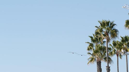棕榈树卡利福尼亚usa我们地区的亚里弗尼亚视频的预览图