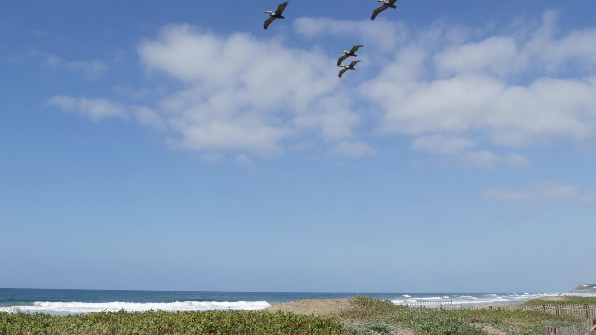苍蝇在天空中飞翔卡利弗尼亚岛在海边漂浮鸟儿和海洋视频的预览图