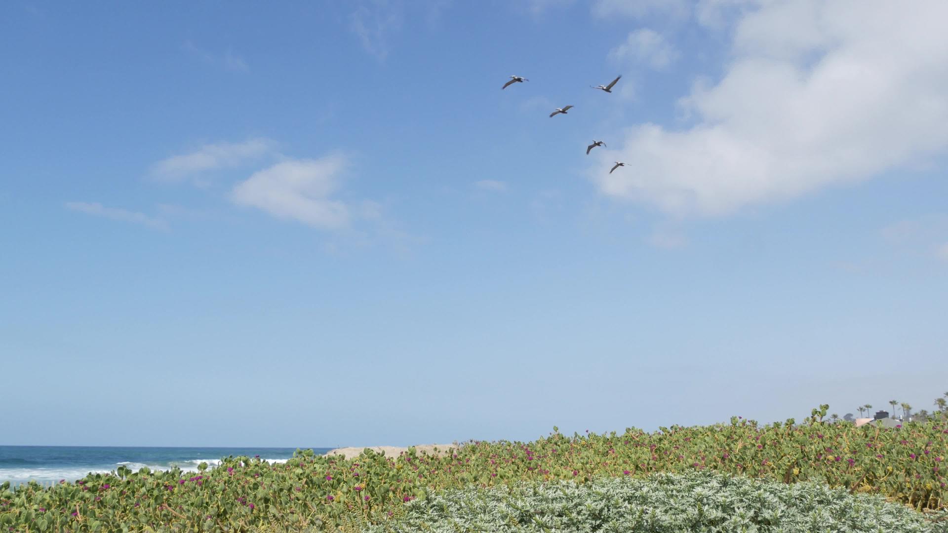 苍蝇在天空中飞翔卡利弗尼亚岛在海边漂浮鸟儿和海洋视频的预览图