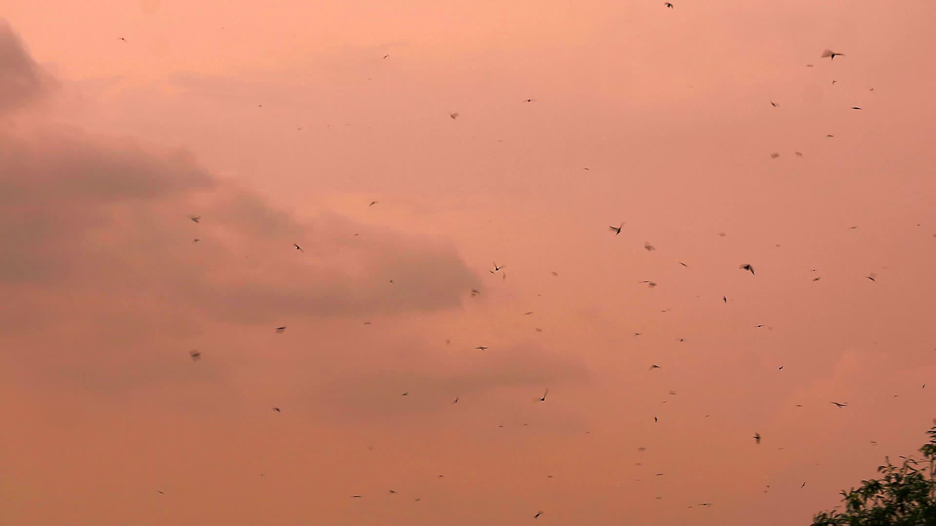 许多巨石飞向日落吃昆虫视频的预览图