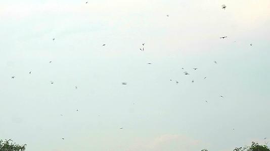 许多巨人飞到天空吃昆虫视频的预览图