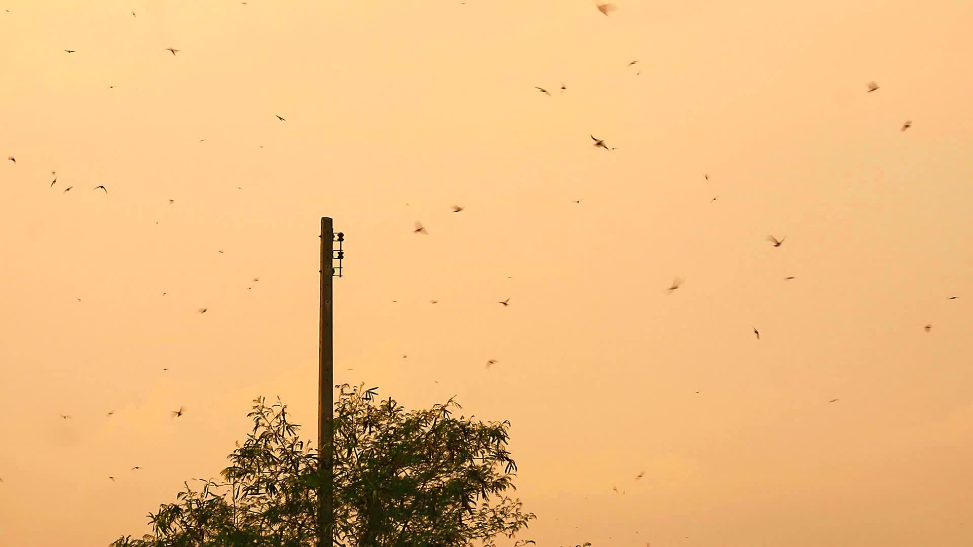 许多巨石飞来吃昆虫飞过日落的天空视频的预览图