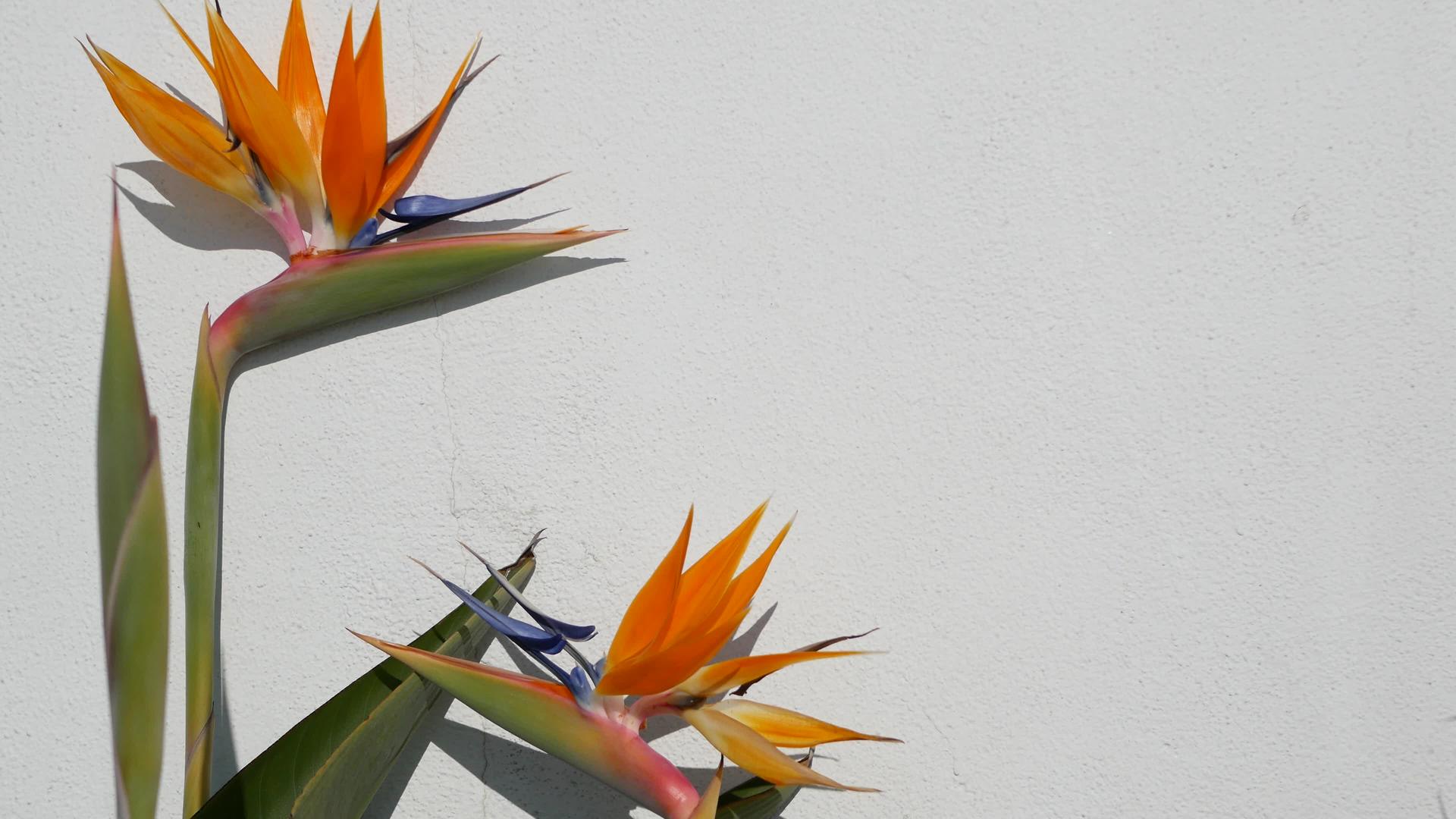 鹤望兰天堂鸟类热带鹤花加州美国橙色异国情调的花朵视频的预览图