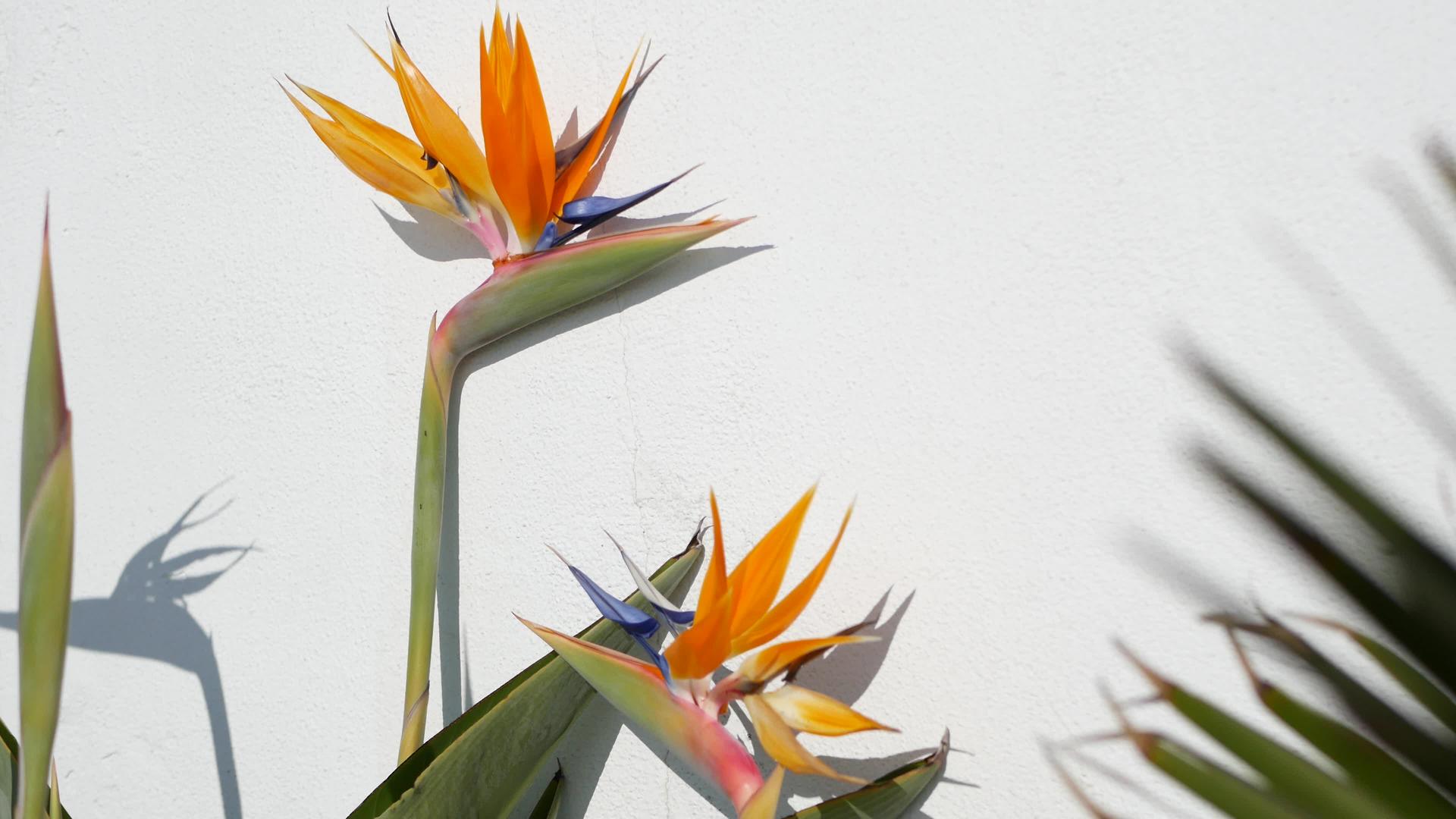 鹤望兰天堂鸟类热带鹤花加州美国橙色异国情调的花朵视频的预览图