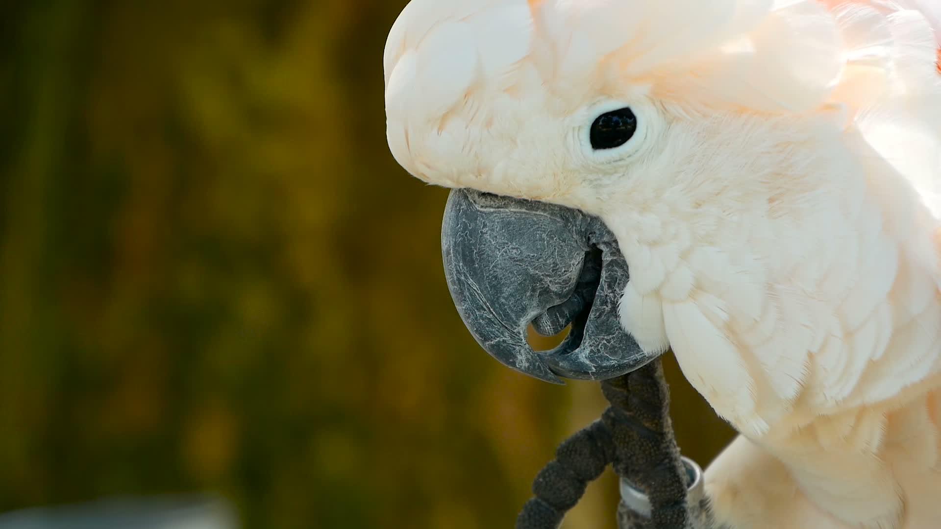 白鹦鹉视频的预览图