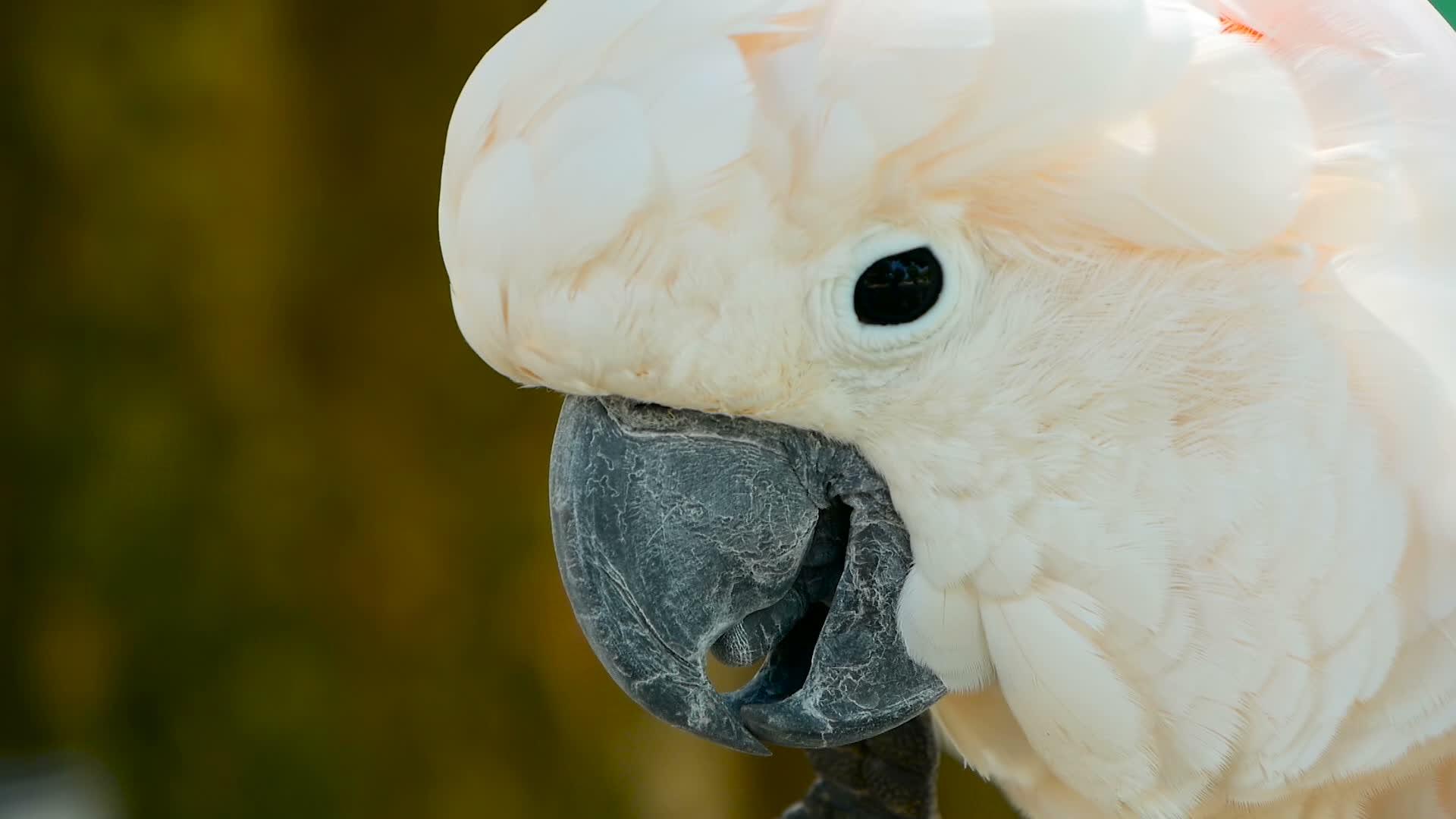 在印地安群岛的热带雨林中白鹦鹉画像中一种独特的鸟类视频的预览图