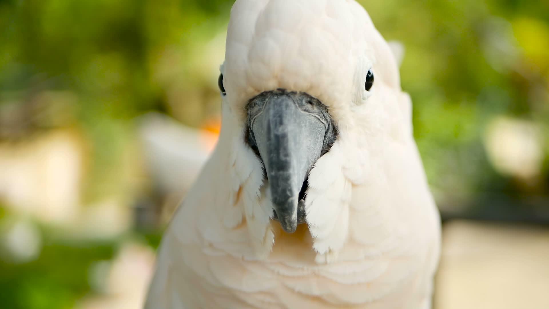 在印地安群岛的热带雨林中白鹦鹉画像中一种独特的鸟类视频的预览图