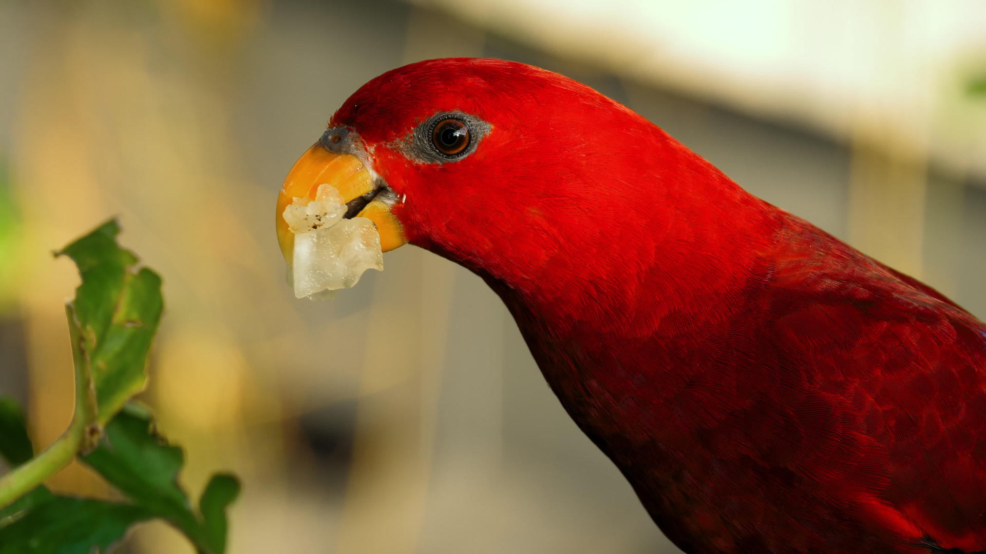 红鹦鹉吃水果视频的预览图