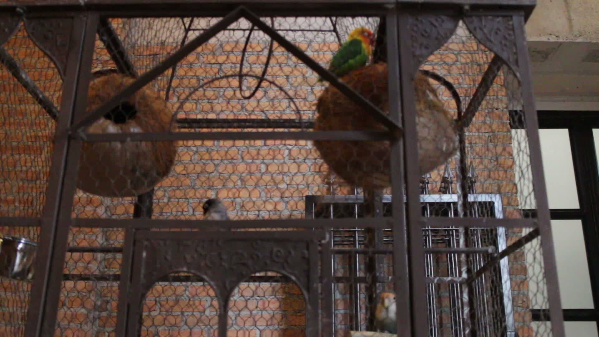 鸟笼里的鹦鹉视频的预览图