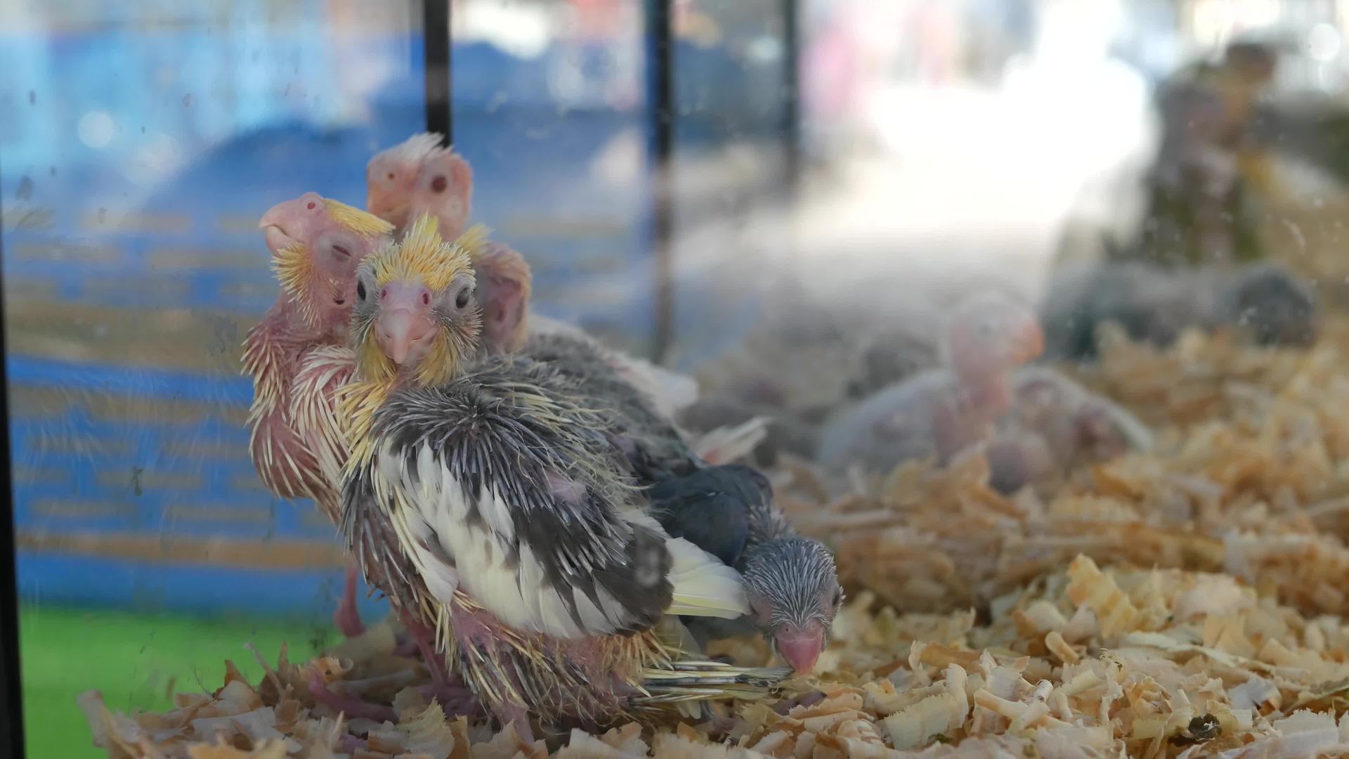 宠物市场笼子里的鹦鹉鸡泰国曼谷乍都乍市场的鸟视频的预览图