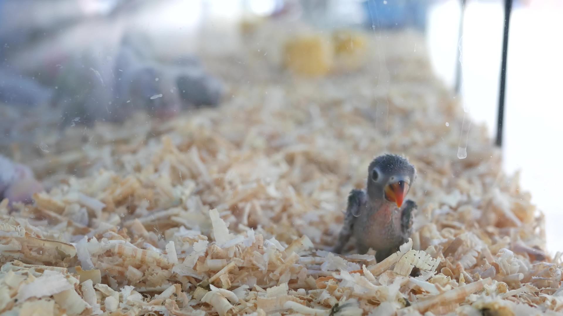 宠物市场笼子里的鹦鹉鸡泰国曼谷乍都乍市场的鸟视频的预览图