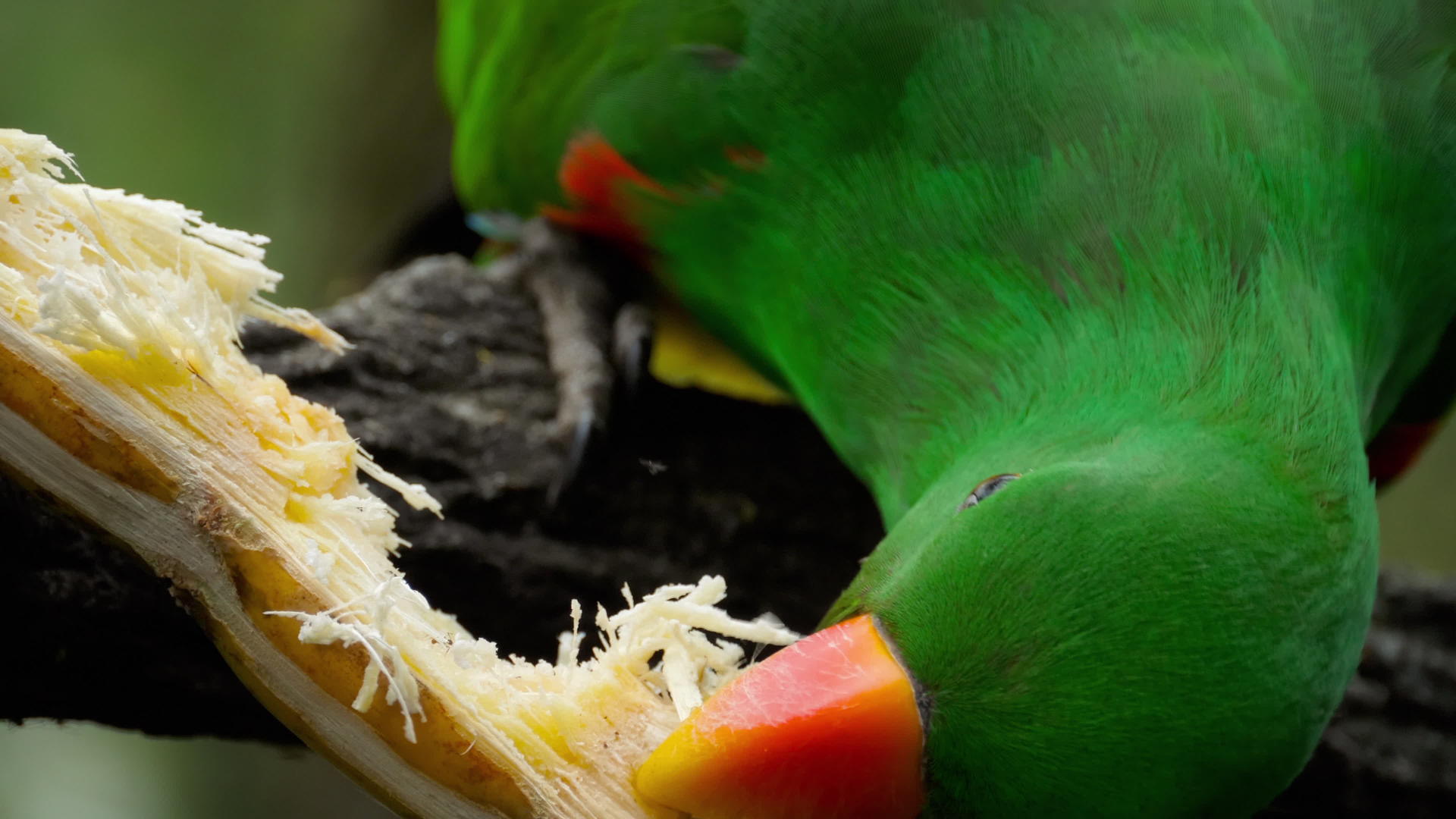 鹦鹉吃糖甘蔗视频的预览图