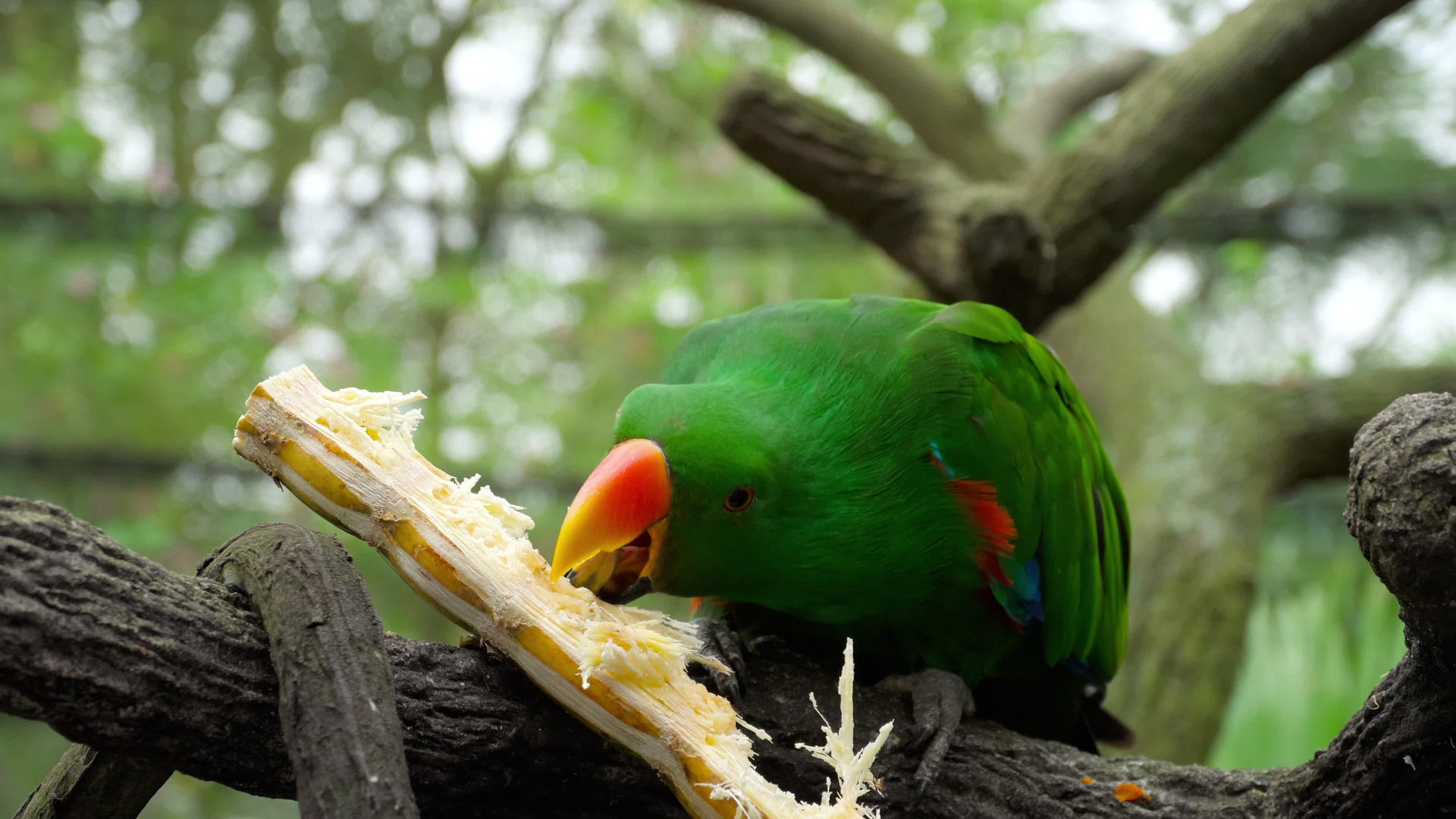 鹦鹉吃糖甘蔗视频的预览图