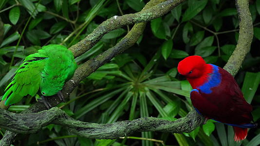 绿对和红对白鹦鹉视频的预览图