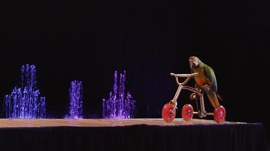 在马戏团骑三轮马车视频的预览图