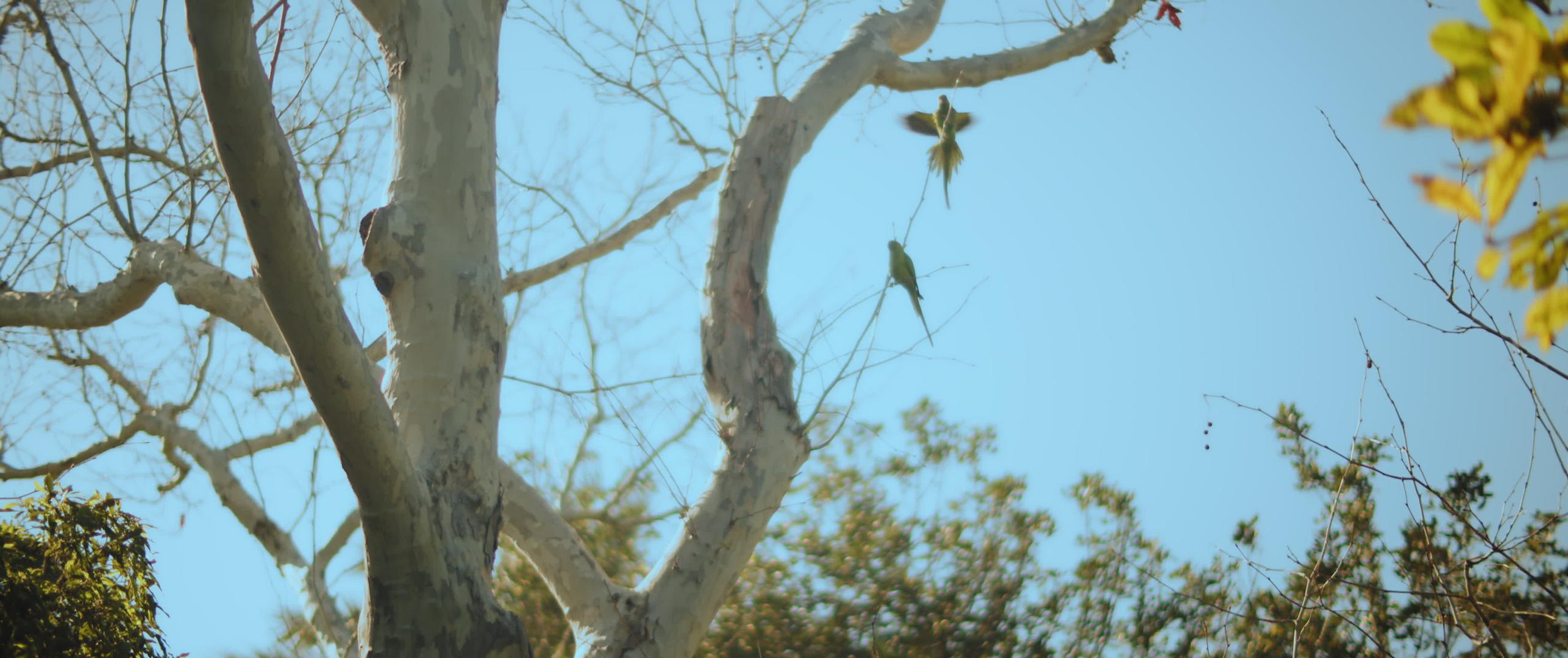 三只长尾鹦鹉坐在树枝上视频的预览图