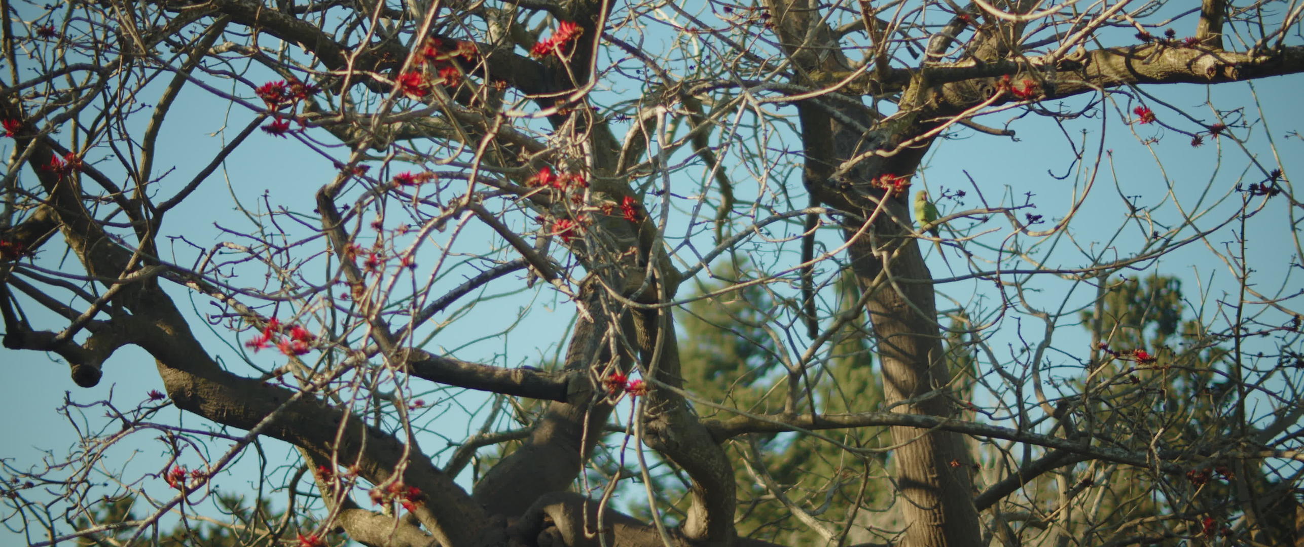 树枝上的绿鹦鹉视频的预览图