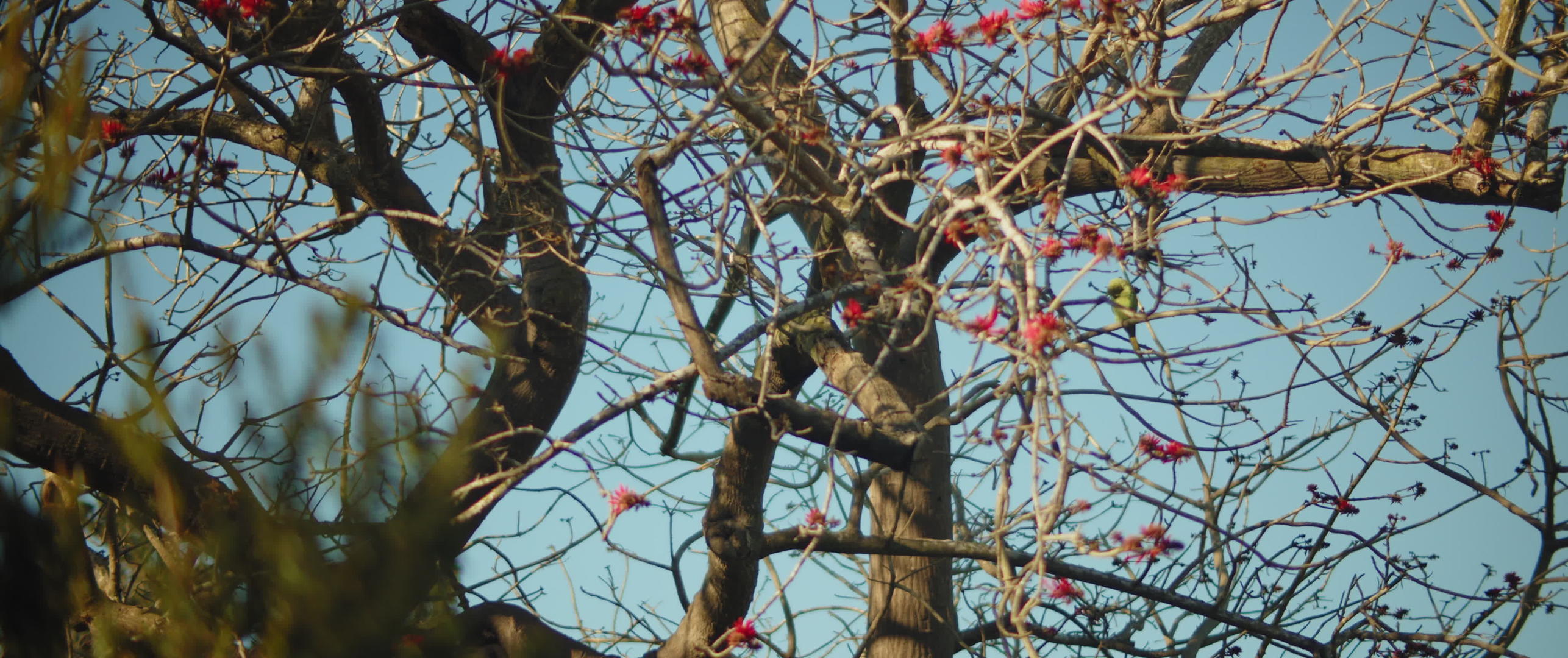 绿鹦鹉坐在树枝上视频的预览图