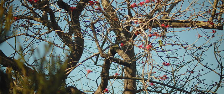 绿鹦鹉坐在树枝上视频的预览图