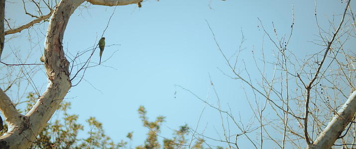 环颈长尾鹦鹉坐在树枝上视频的预览图