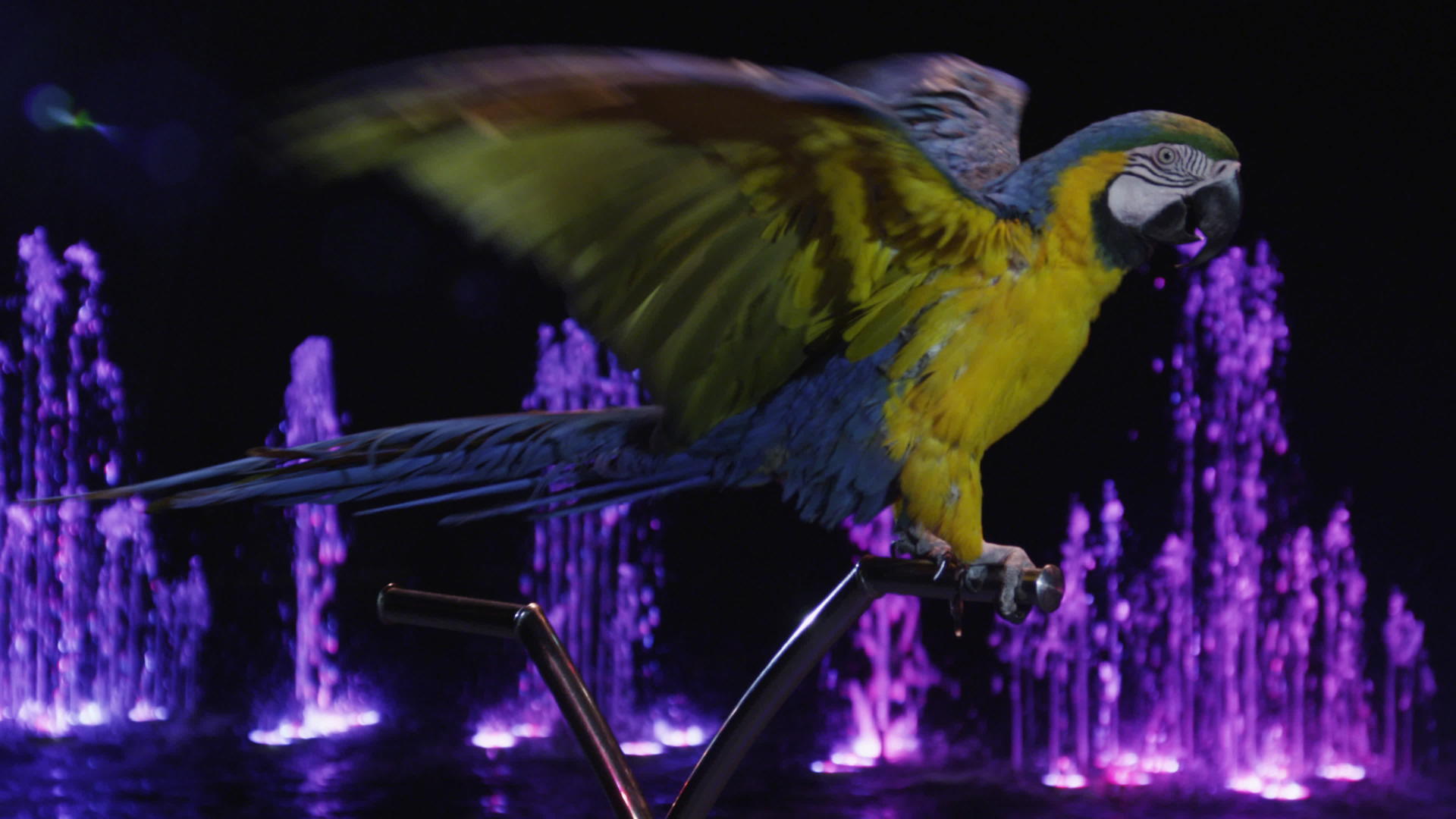 马戏团的鹦鹉展示了翅膀伸展视频的预览图