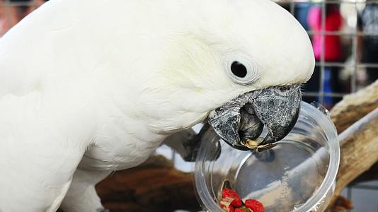 白鹦鹉在塑料杯里吃向日葵种子视频的预览图