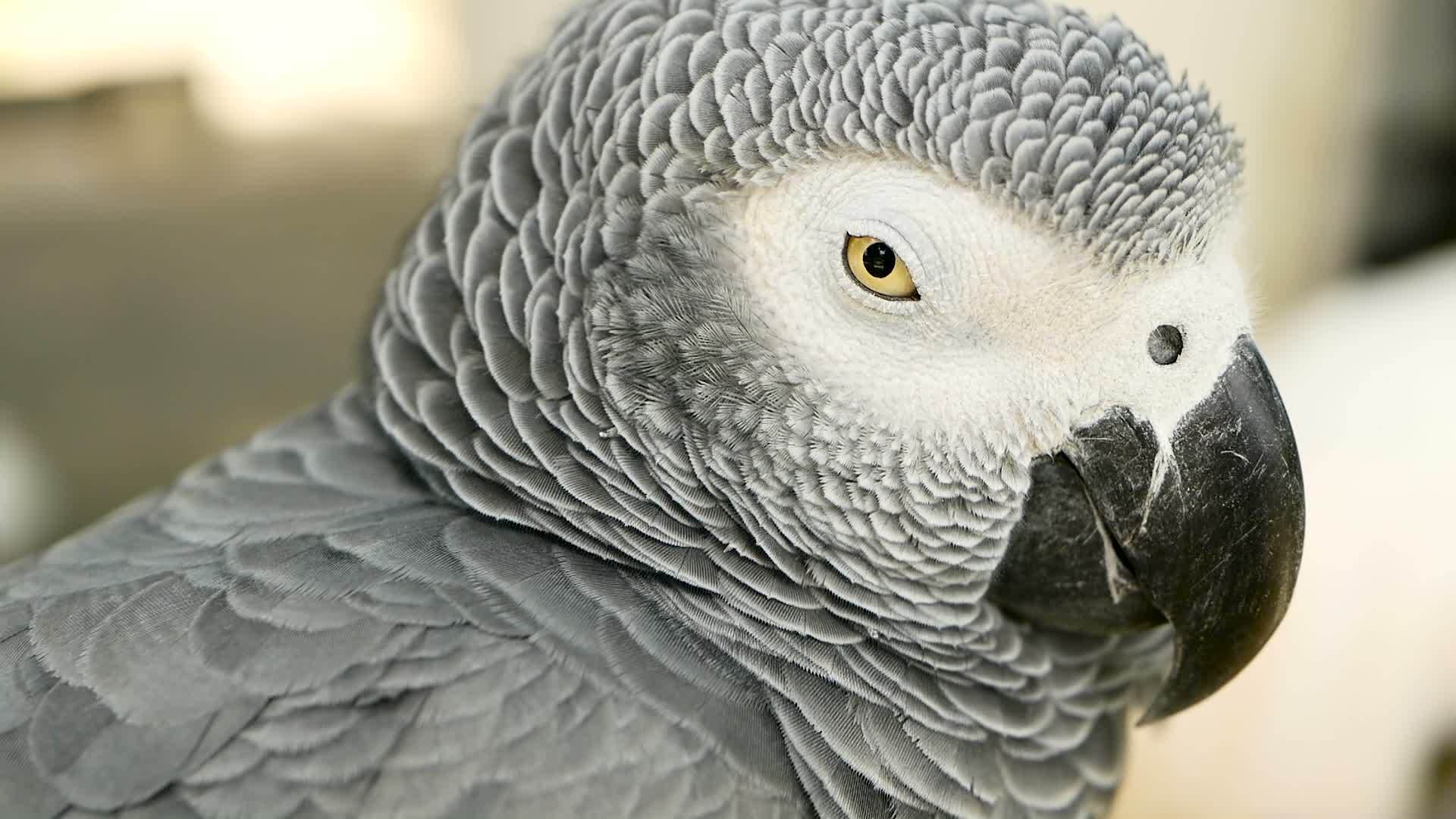 非洲刚果灰鹦鹉视频的预览图