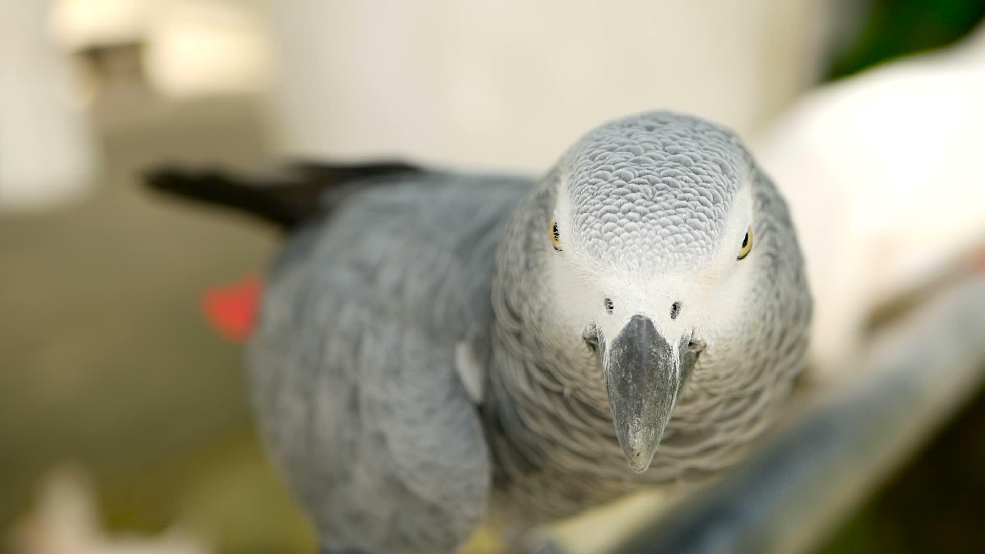 非洲刚果灰鹦鹉视频的预览图