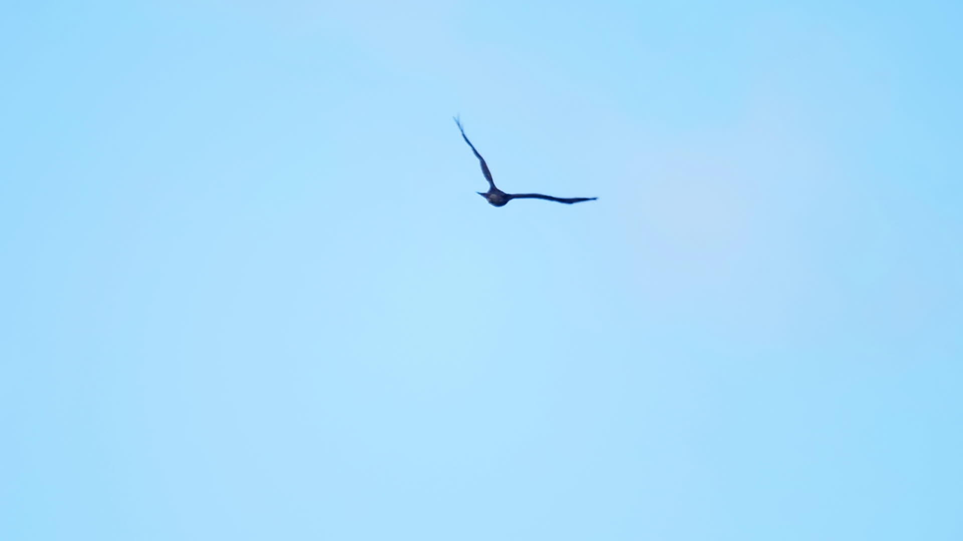 鹰高在空中视频的预览图