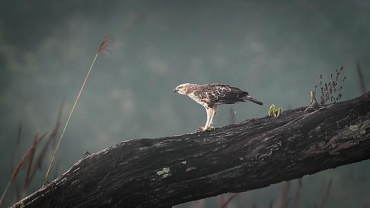 老鹰在巴迪亚国家公园视频的预览图