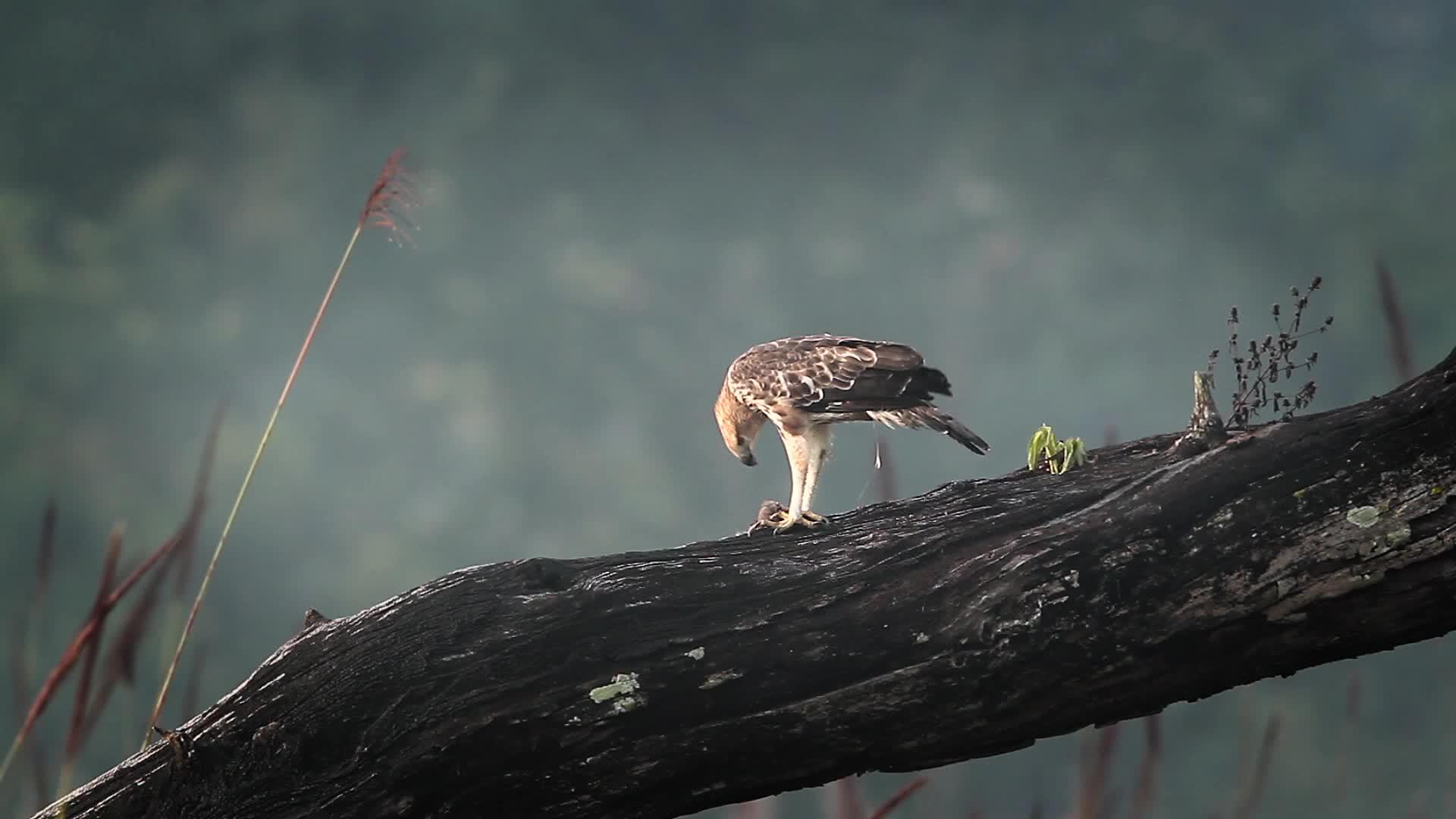 老鹰在巴迪亚国家公园视频的预览图